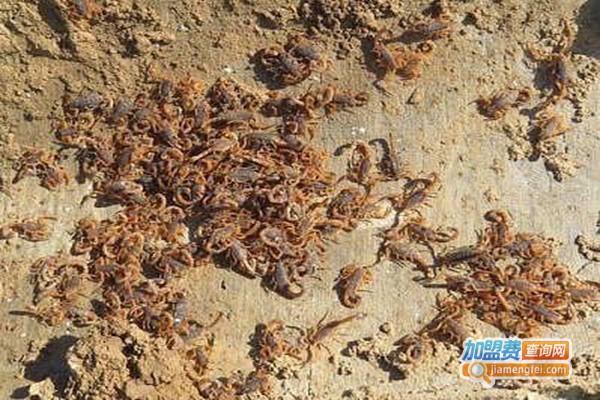 成丰九号蝎子养殖加盟门店