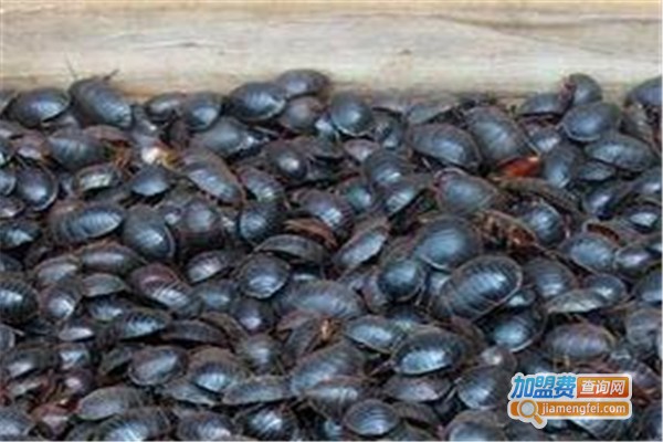 润农金土元加盟费