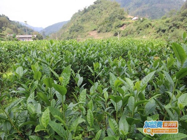 颖昌茶业加盟费