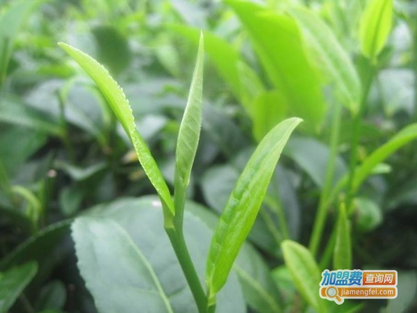 新安源有机茶加盟费