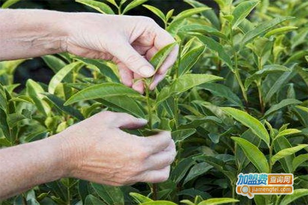 活力树健康甜茶加盟费