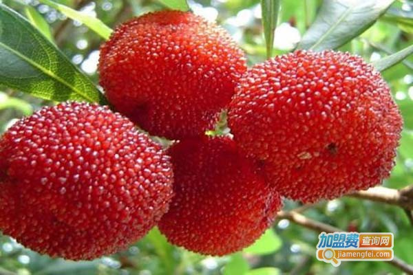 当当食品加盟费