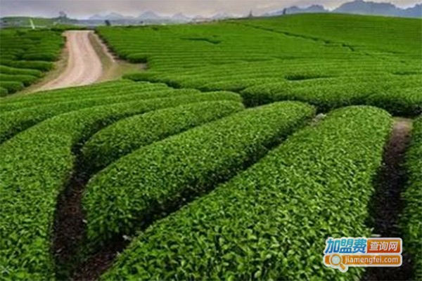 金茂茶叶加盟费