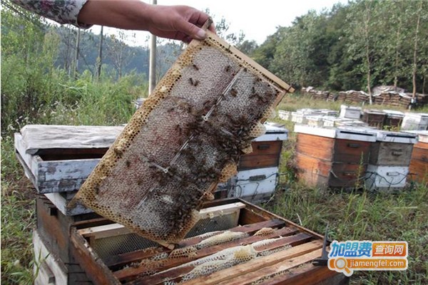 花间蜜语蜂蜜加盟