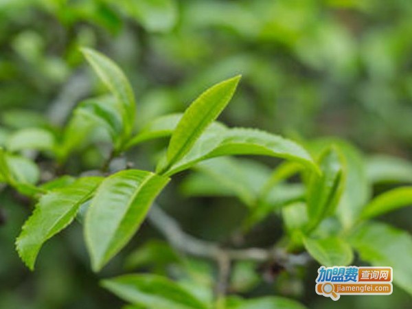 鄂尔泰普洱茶业加盟费