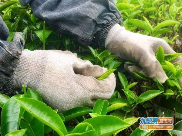 大茶仓茶叶加盟费