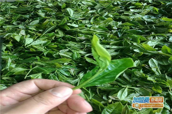 清霾润肺茶加盟费