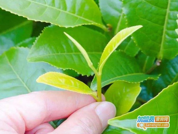 大一茶博士加盟费