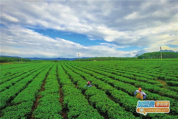 御饮堂茶叶加盟费