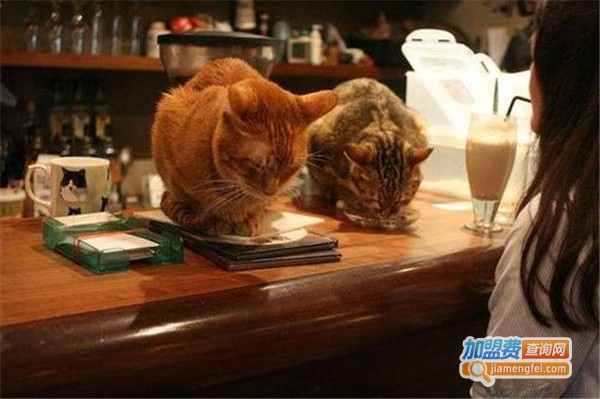 猫咪咖啡加盟费
