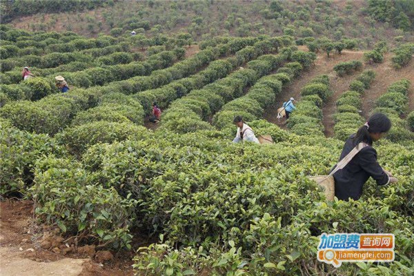 御饮堂茶叶加盟费