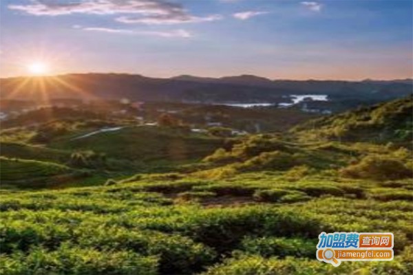 新凤鸣茶叶加盟费