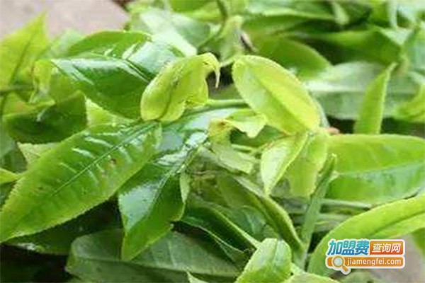 福建茶业加盟费