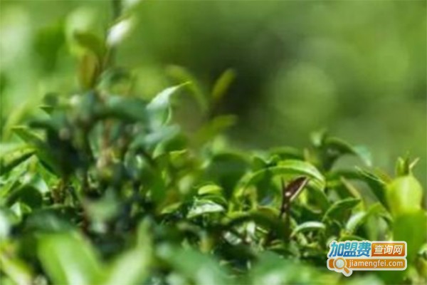 六堡山茶叶加盟费