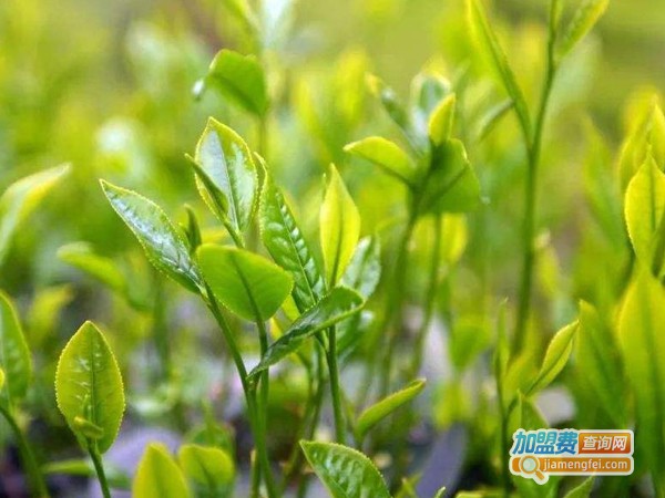 颖昌茶业加盟费