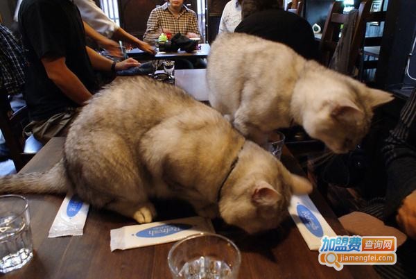 猫咪咖啡加盟费