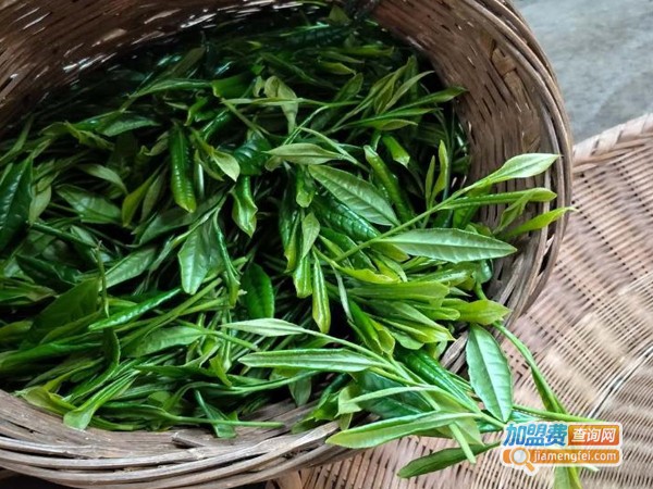 鄂尔泰普洱茶业加盟费