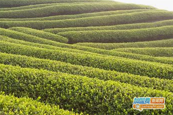 南山茶叶加盟费