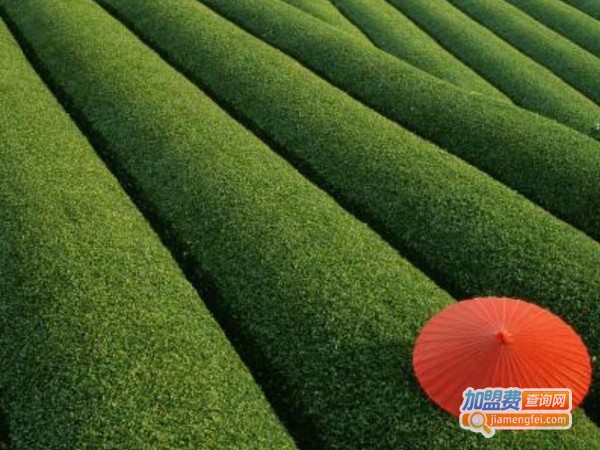 千里闻茗茶业加盟费