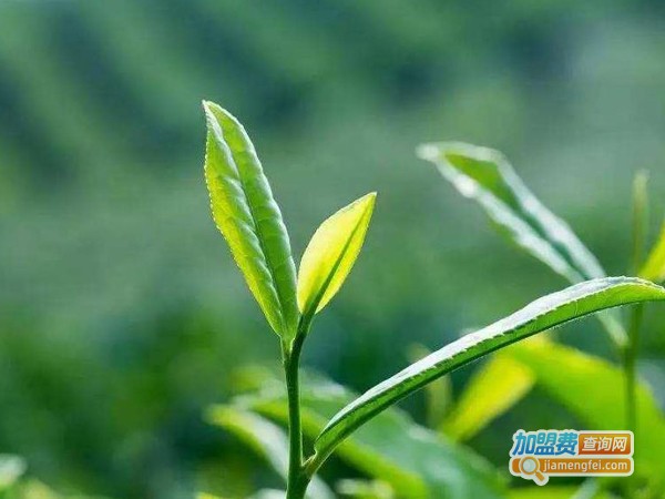 伍家台富硒贡茶加盟费