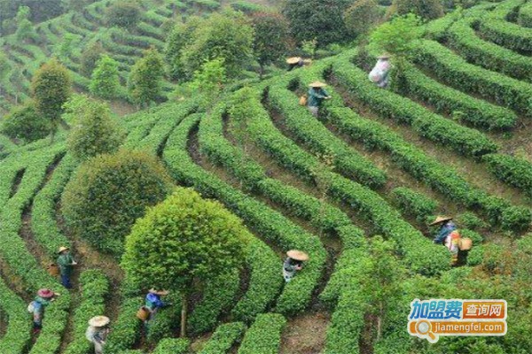 活力树健康甜茶加盟费