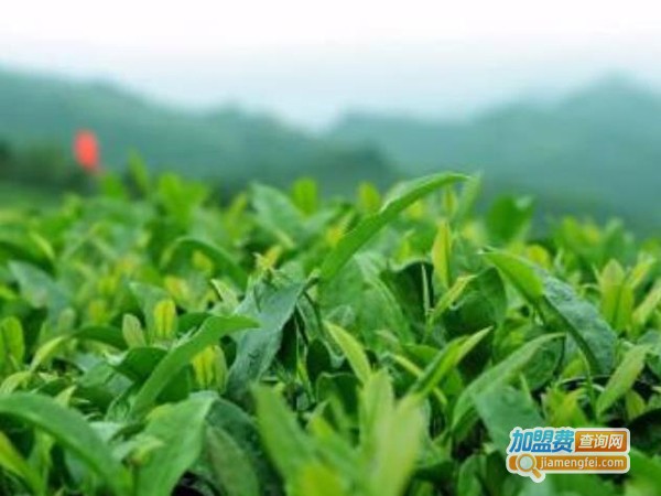 大宝山名茶加盟费