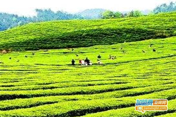 新凤鸣茶叶加盟费