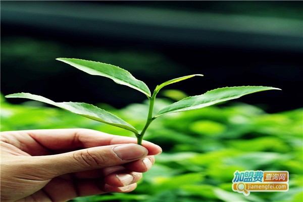 乌山春茶叶加盟费