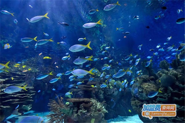 快鱼水族加盟费