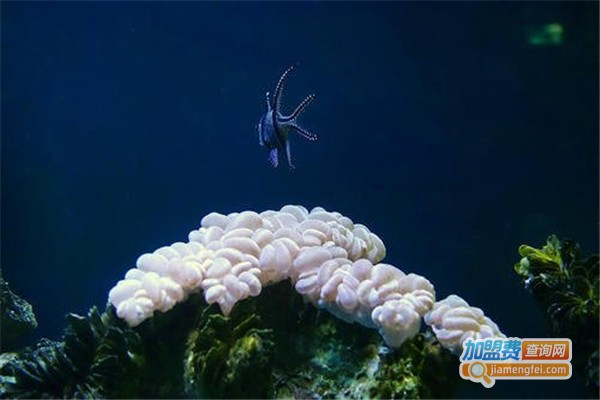 怡和水族制品加盟费