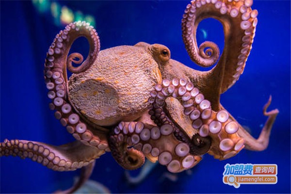 欧宝水族馆加盟_开欧宝水族馆助您事业有成！
