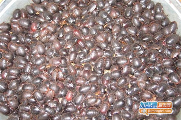 坤元8号土元加盟费