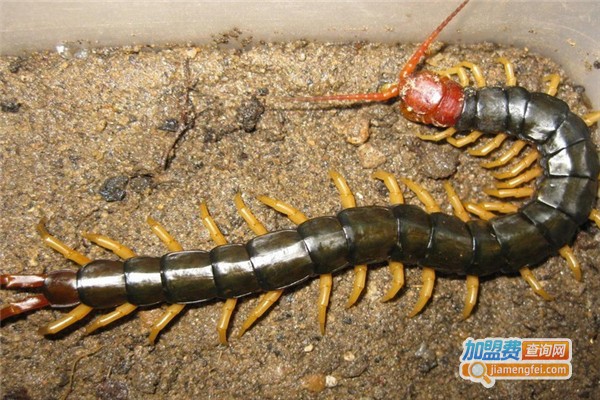 华龙6号蜈蚣加盟费