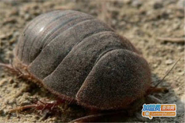 利源18号土元加盟费