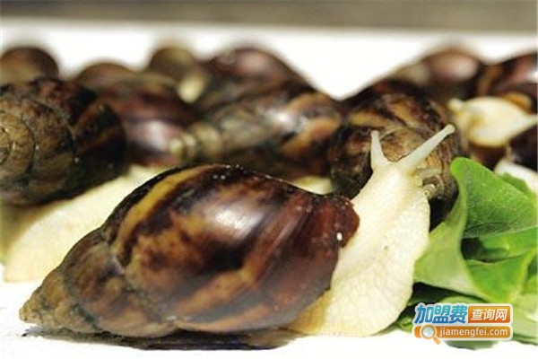 中华白玉蜗牛养殖加盟