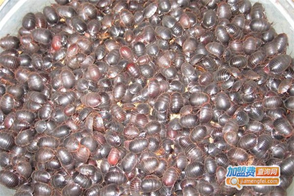 农育1号土元加盟费