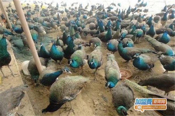 新羽天翔养殖加盟费