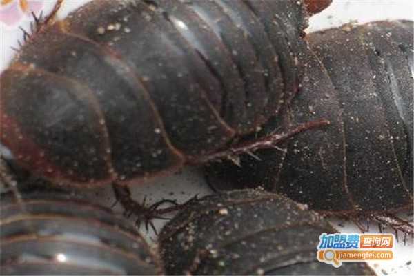 农研8号土元加盟费