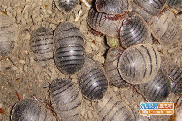 华农19号土元养殖加盟费