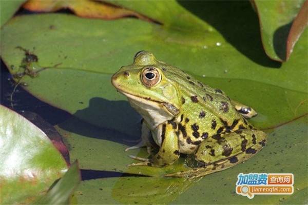 一池天下生态养殖加盟费