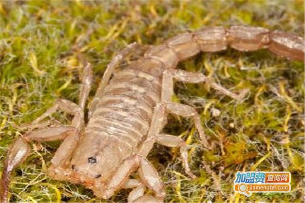 农大7号药蝎加盟费