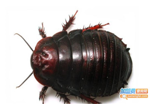 利民19号新一代药用土元加盟费