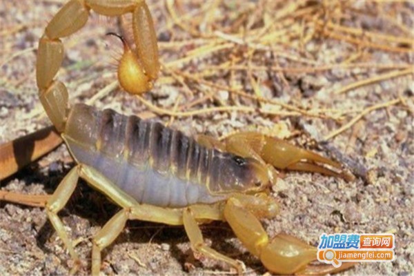 农大8号金蝎养殖加盟费