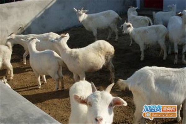 新羽天翔养殖加盟费