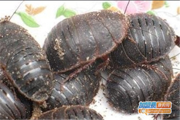 新源9号土元加盟费