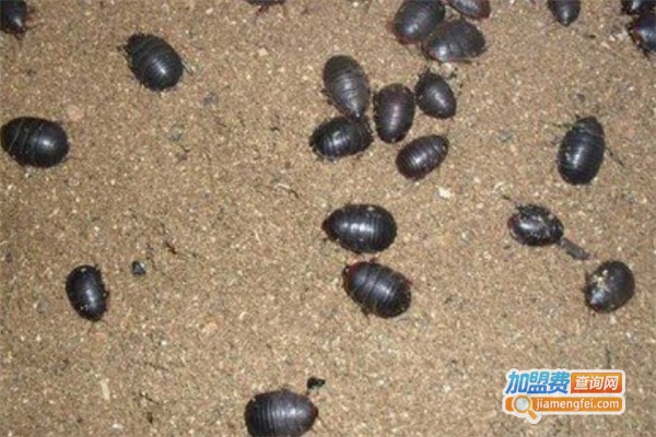 新源9号土元加盟费