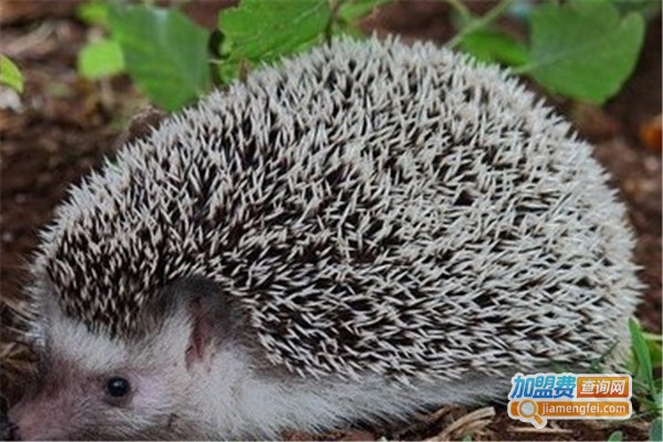 农广金刺猬加盟