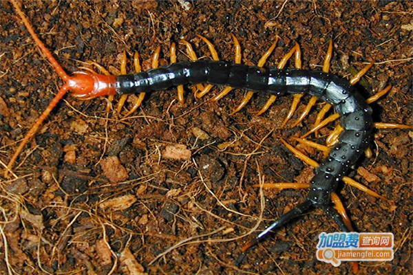 华龙6号蜈蚣加盟