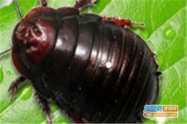 利源18号土元加盟费