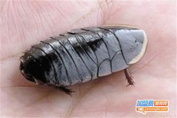 中美12号杂交药用土元加盟费